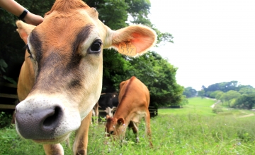 2006為台灣首家從澳洲引進全球乳脂率與蛋白質比率最高娟姍乳牛(Jersey)的牧場。
